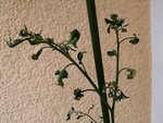 IMG_20200612_120950.jpg