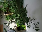 IMG_20200612_120824.jpg