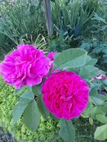 20200610_165923.jpg