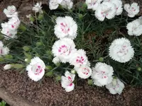 2020-06-13 14.53.14.webp