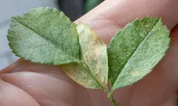 mehltau.webp mehltau.webp