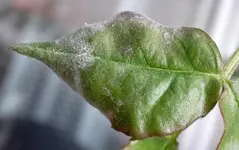 mehltau_gross.webp mehltau_gross.webp