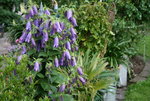 Glockenblume Sarastro0218.JPG