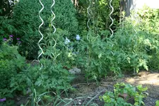 Juni  0120.webp