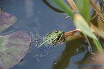 comp_DSC08996.jpg