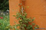 comp_DSC08999.jpg