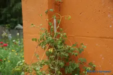 comp_DSC08999.jpg