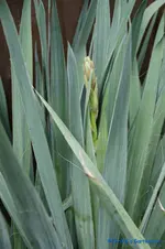 comp_DSC08998.jpg