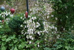 Glockenblume0216.JPG