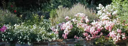 Rosenquer.webp