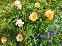 gjhislaine de feligonde.webp