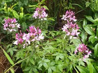 DSCF3642.webp