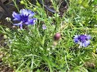 IMG_20200614_101454.webp