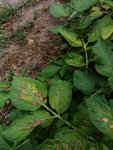 IMG_20200611_194601.jpg