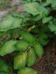 IMG_20200611_194557.jpg