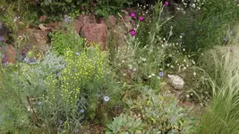steingarten (1).webp