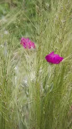 steingarten (3).webp