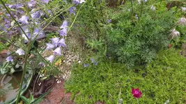steingarten (6).webp
