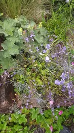 steingarten (8).webp