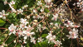 a geissblatt (3).webp