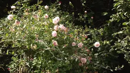 a geissblatt.webp