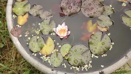 a seerose (1).webp
