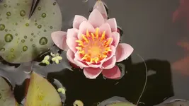 a seerose (2).webp