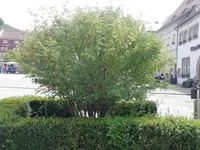 IMG_20190523_122319.webp