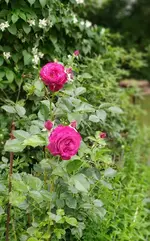 AEC0549D-1362-4D36-AC2B-423B42C90595.webp