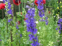 IMG_7178.webp