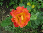 IMG_7179.JPG