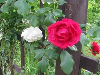 IMG_7181.webp