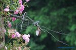 comp_DSC09003.jpg