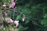 comp_DSC09004.jpg