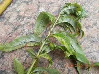 DSCN2880.webp