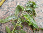 DSCN2880.JPG