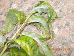 DSCN2883.JPG