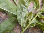 DSCN2885.JPG