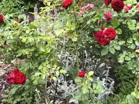 IMG_4717.webp