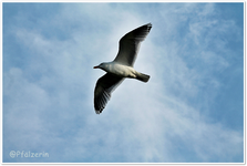 Nordsee Möwe b.webp