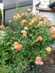 P1000920.JPG