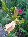 20200615_140533.jpg