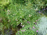 P1000921.JPG