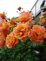 P1000923Westerland.webp