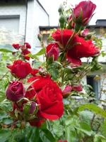 P1000926Amadeus.webp
