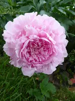 P1000928Pfingstrose.webp