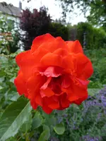 P1000932englische Rose.webp