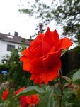 P1000933englische Rose.JPG