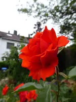 P1000933englische Rose.webp