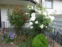 P1000934Schneewitchen und rote Hausrose.webp